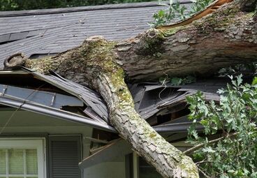Will Homeowners Insurance Cover Tree Removal Deltona