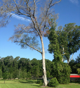 Tree Removal Debary