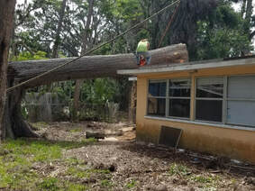 Hazard Tree Removal Deltona