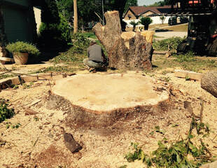 Tree Removal Deltona