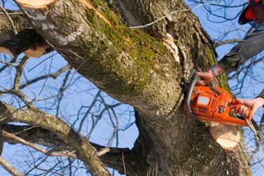 tree trimming service cost debary