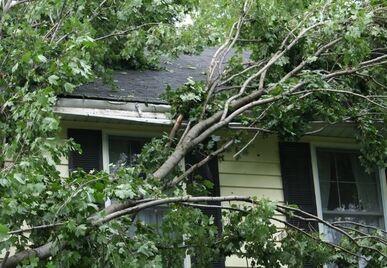 Will Insurance Cover Tree Removal Deltona