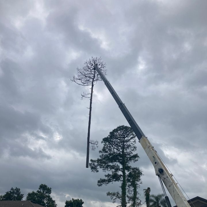 Tree-Removal-in-Debary-3846
