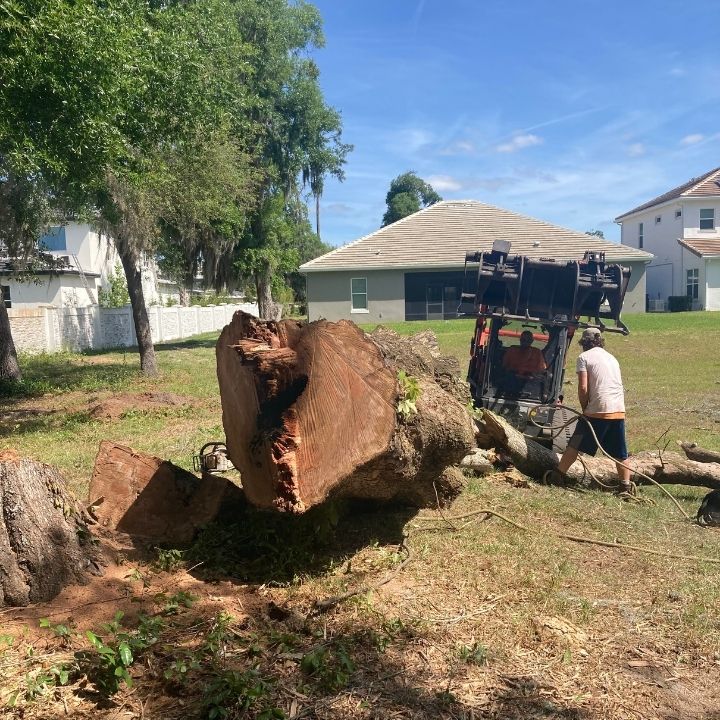 Tree-Removal-in-Lake Helen-0860