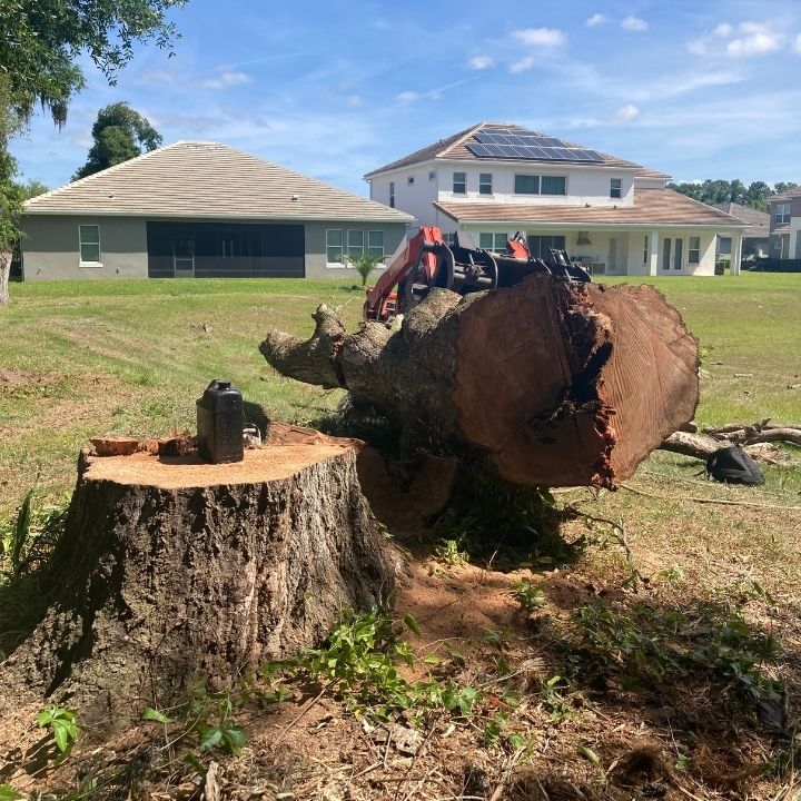 Tree-Removal-in-Osteen-5249