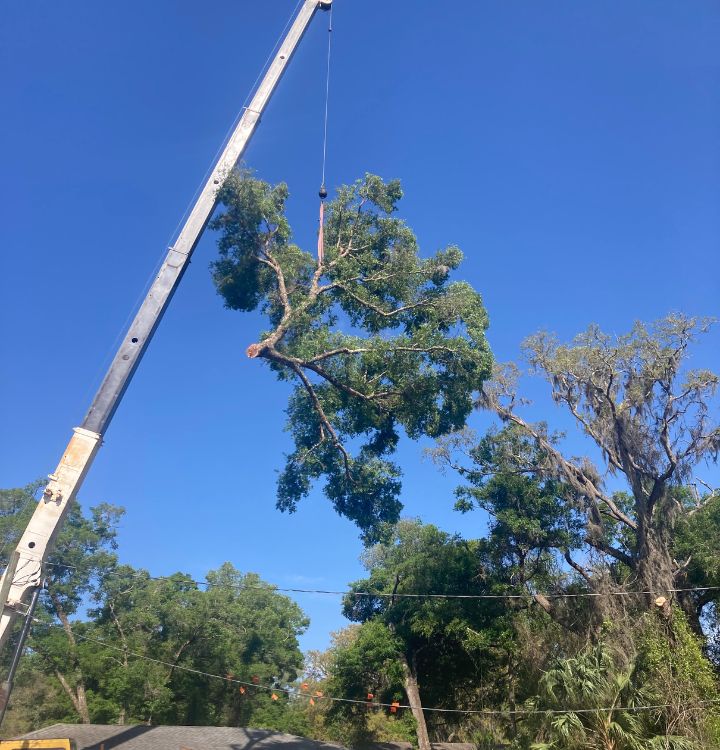 Tree Removal Biloxi Pascagoula