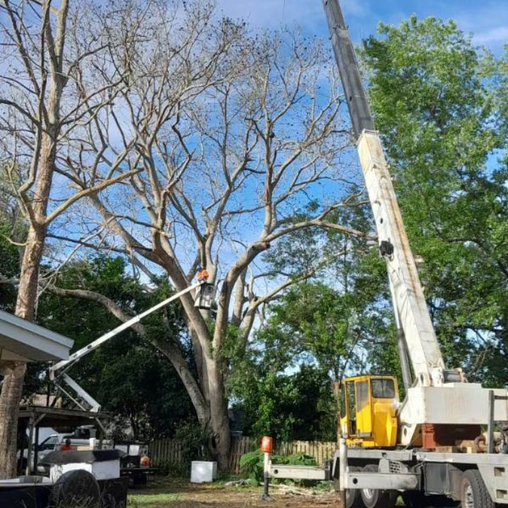 Tree Service Biloxi Nearme