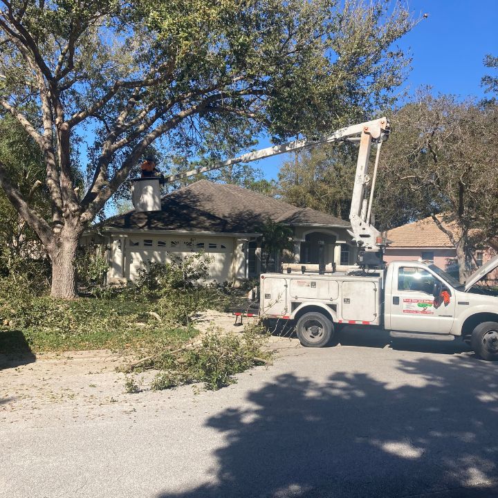 Tree Removal Biloxi Lake Mary