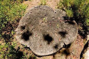Best Tree Stump Killer Debary
