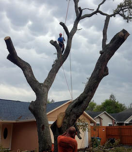 Budget Tree Service Deland, FL