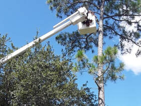 tree pruning styles, Deerfield Beach FL