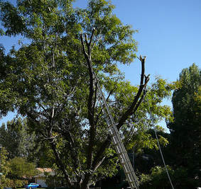 Tree Removal Deltona FL