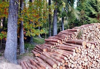 Tree Removal vs Logging Deltona