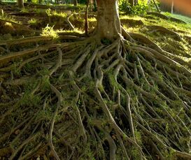 Tree Root Grinder Sanford