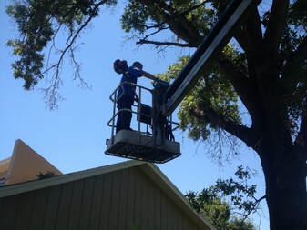 tree trimming tips for homeowners lake mary