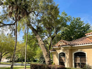 What are the Toughest Trees to Remove in Deltona? 