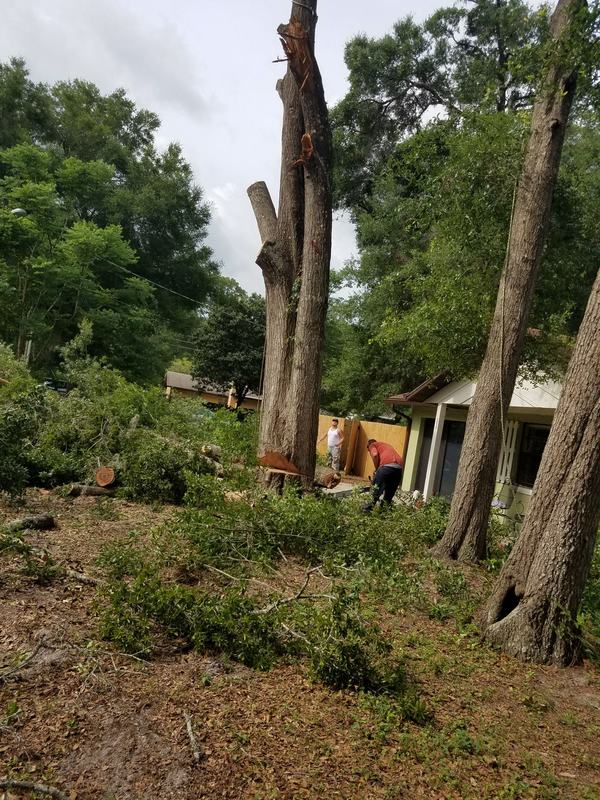 Tree Removal Deltona FL